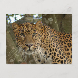 LeopardCheetaro005 Postcard