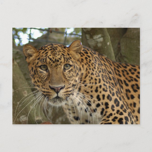 LeopardCheetaro005 Postcard (Front)