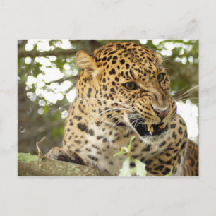 LeopardCheetaro010 Postcard
