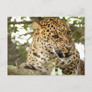 LeopardCheetaro010 Postcard
