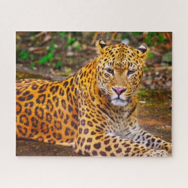 Leopards Big Cats. Jigsaw Puzzle (Horizontal)
