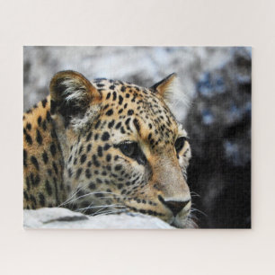 Leopards Big Cats. Jigsaw Puzzle