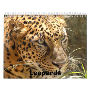 Leopards Calendar, Leopards Calendar