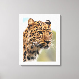 Leopard's Intense Gaze Canvas Print