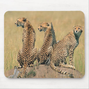 Leopards looking away mouse pad