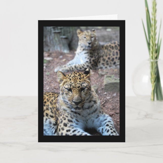 Leopards Resting Card (Front)