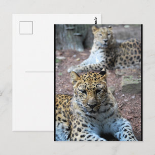 Leopards Resting Postcard