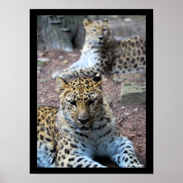 Leopards Resting Poster (Front)