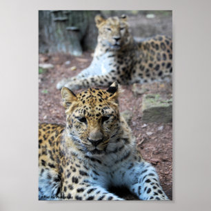 Leopards Resting Poster