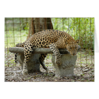LeopardSundari_011