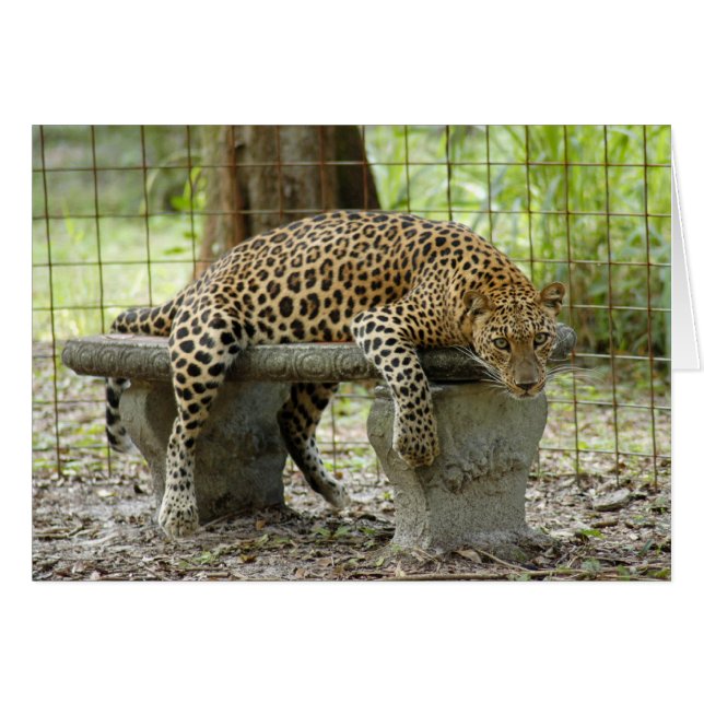LeopardSundari_011 (Front Horizontal)