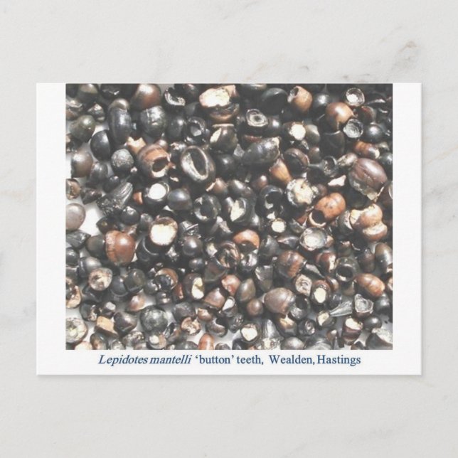 Lepidotes crushing teeth fossils postcard (Front)