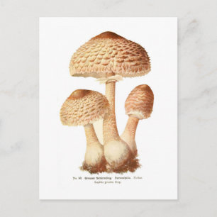 Lepiota procera postcard