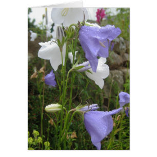Les Belles Fleurs