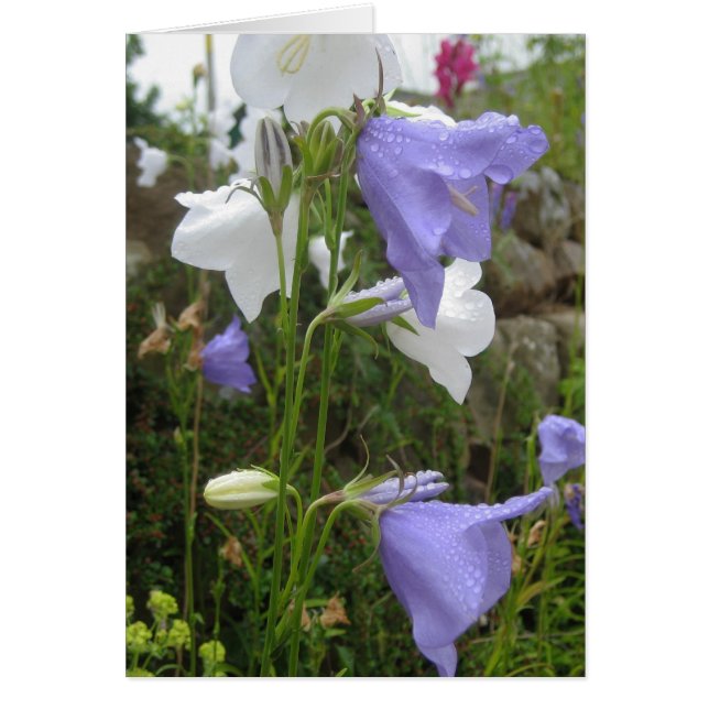 Les Belles Fleurs (Front)