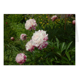 Les Jolies Demoiselles