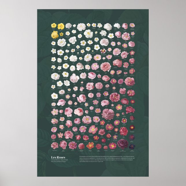 Les Roses from Redouté Poster (Front)