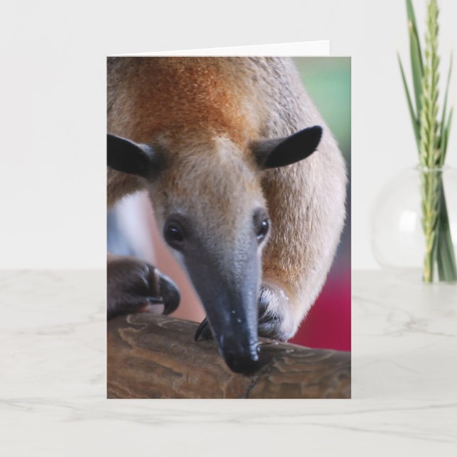 Lesser Anteater  Greeting Card (Front)