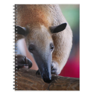 Lesser Anteater Notebook