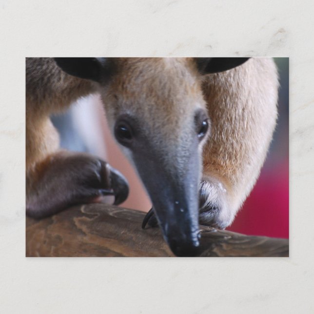 Lesser Anteater  Postards Postcard (Front)