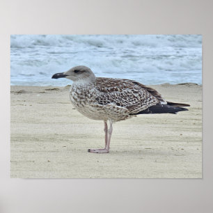 Lesser Black-backed Gull Poster