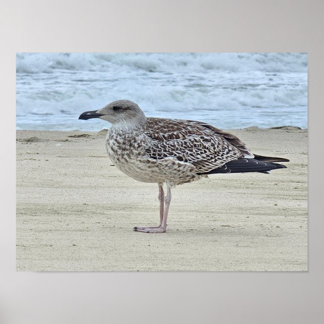 Lesser Black-backed Gull  Poster (Front)