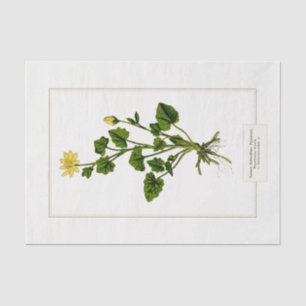 Lesser Celandine Botanical Illustration 1885 Tissue Paper