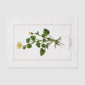 Lesser Celandine Botanical Illustration 1885 Tissue Paper