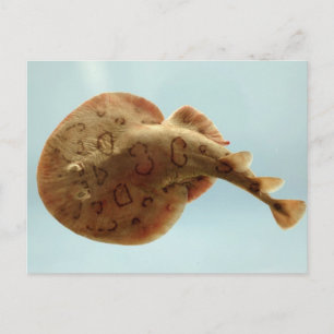 Lesser Electric Ray Postcard