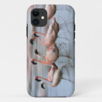 Lesser Flamingos in motion, Phoenicopterus