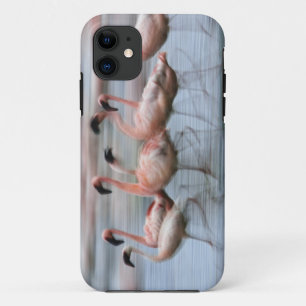 Lesser Flamingos in motion, Phoenicopterus Case-Mate iPhone Case