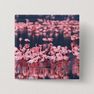 Lesser Flamingos (Phoeniconaias minor), Africa, 15 Cm Square Badge