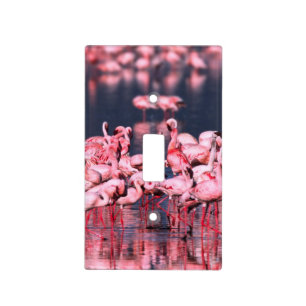 Lesser Flamingos (Phoeniconaias minor), Africa, Light Switch Plates
