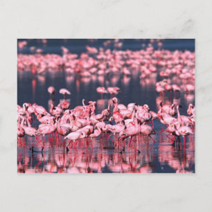 Lesser Flamingos (Phoeniconaias minor), Africa, Postcard