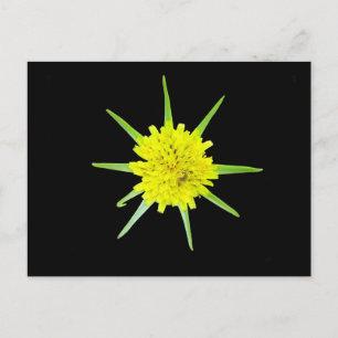 Lesser Goats-beard Wild Flower Postcard