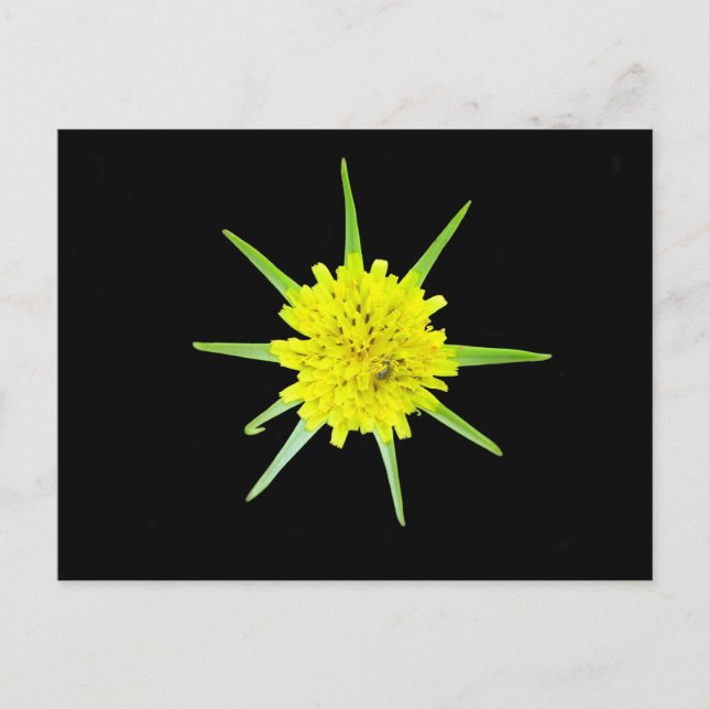 Lesser Goats-beard Wild Flower Postcard (Front)