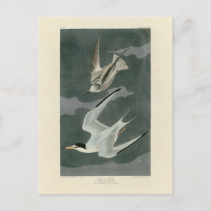 Lesser (Least) Tern - Audubon's Birds of America Postcard