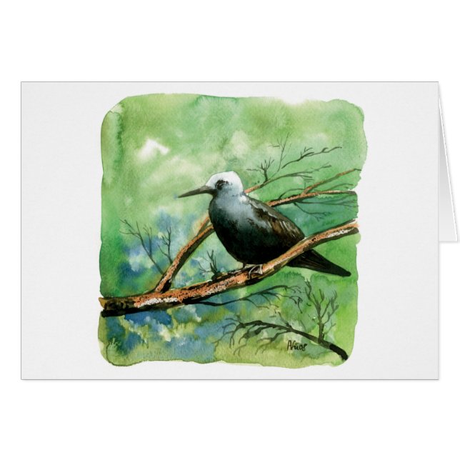 Lesser noddy (Front Horizontal)