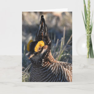 Lesser Prairie Chicken Card