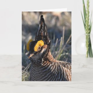 Lesser Prairie Chicken Card