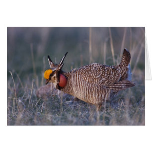 Lesser Prairie-Chicken, Tympanuchus
