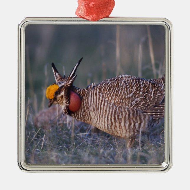 Lesser Prairie-Chicken, Tympanuchus Metal Tree Decoration (Front)