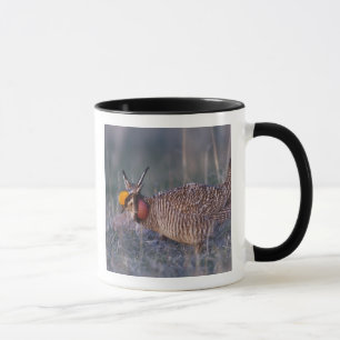 Lesser Prairie-Chicken, Tympanuchus Mug