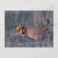 Lesser Prairie-Chicken, Tympanuchus