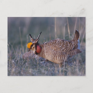 Lesser Prairie-Chicken, Tympanuchus Postcard