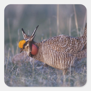 Lesser Prairie-Chicken, Tympanuchus Square Sticker