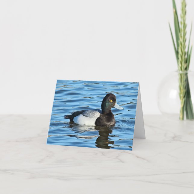 Lesser Scaup - Bluebill Duck Drake Card (Front)