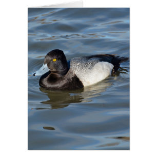 Lesser Scaup Duck