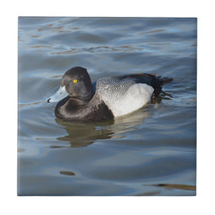 Lesser Scaup Duck Tile