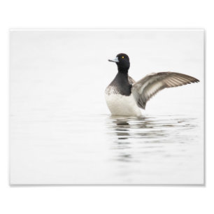 Lesser Scaup on Bay Photo Print